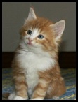 M roux tabby blotchet & blanc 794g Bois Ch